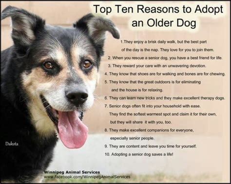 Senior Dog Rescue Quotes