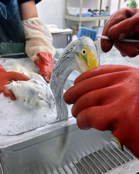 Photo Of The Week Oiled Great Egret Is Clean Again International