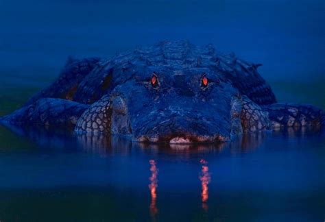 Glowing Eyes Of An Alligator At Dusk Tapetum Lucidum Wild Life
