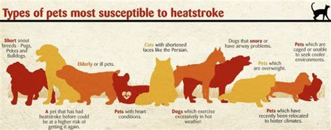 How Do I Know If My Dog Has Heat Stroke Pernas Pet Care