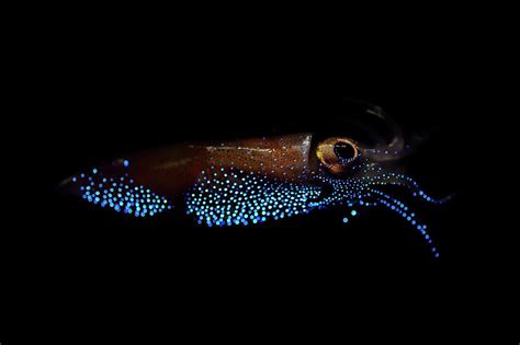 Firefly Squid Emitting Light Toyama Bay Japan Photograph By Solvin
