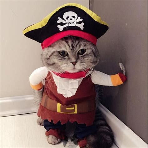 Grab Hold Of The Marvelous Funny Cat Dressed Up Pictures Hilarious