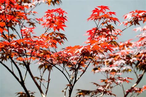 How To Grow A Japanese Maple Tree In Australia Ultimate Backyard