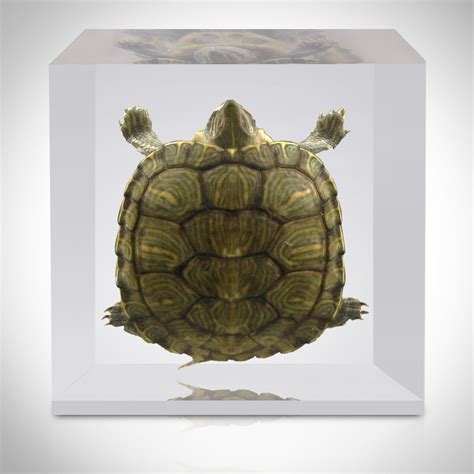 Turtle Resin Display Rare T Touch Of Modern