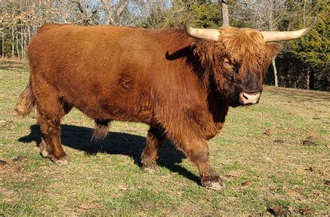 Heartland Highland Cattle Association Highland Semen For Sale
