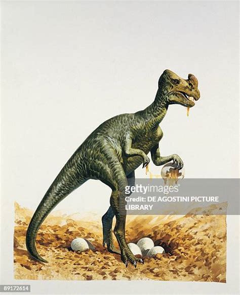 Dinosaur Eggs Photos And Premium High Res Pictures Getty Images