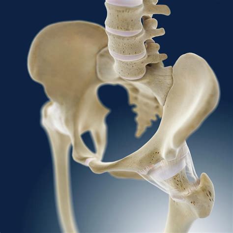 Hip Anatomy Photograph By Springer Medizin Science Photo Library