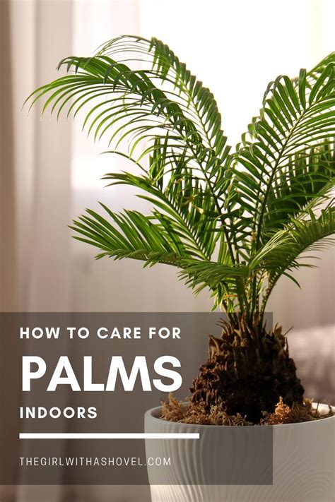 The 3 Keys To Successful Palm Plant Care Palm Plant Care Palm Plant
