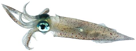 Squid Png Transparent Images Pictures Photos Png Arts