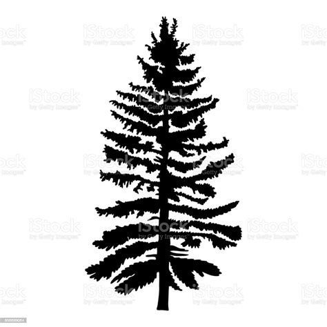 Hand Drawn Fir Tree Vector Illustration Silhouette Of Black Pine Tree