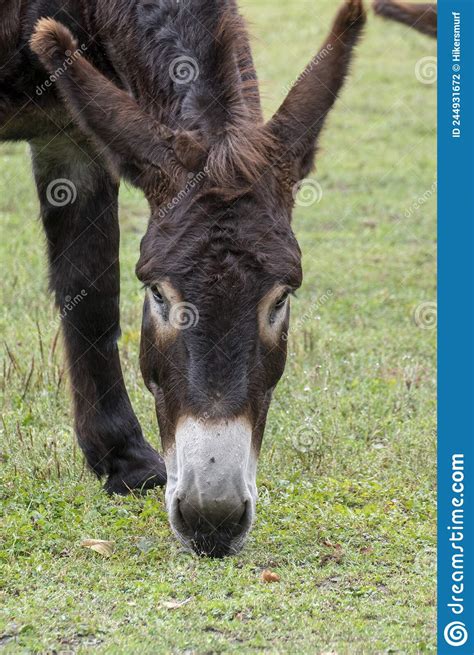 Brown Donkey Mule On A Pasture Stock Photo Image Of Autumn Horse
