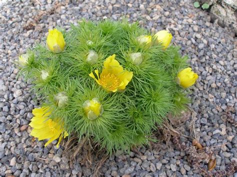 Small Yellow Flowers Are Growing In The Gravel