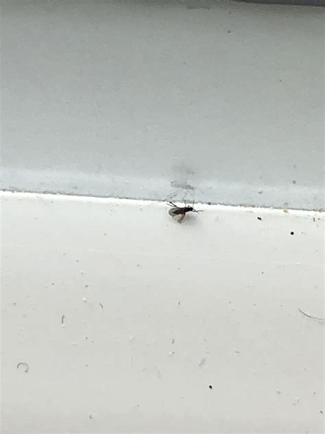 What Are These Tiny Little Flying Bugs In My House