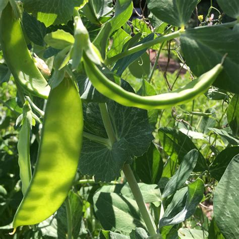 How To Grow Snow Peas Easy Tasty Treat Homestead Acres