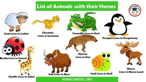 100 List Of Animals And Their Homes Engdic 50 Animals And Their