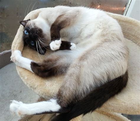 Top 25 Ideas About Siamese Snowshoe Cats On Pinterest