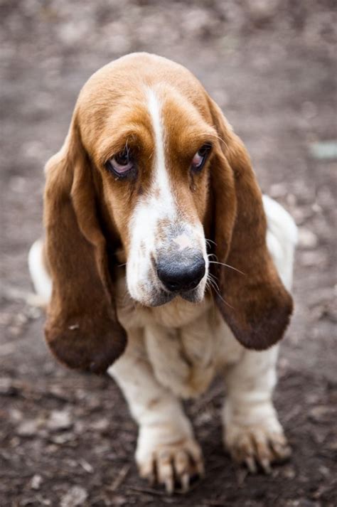 Gertie 4 7 Year Old Female Bassett Hound Available For Adoption