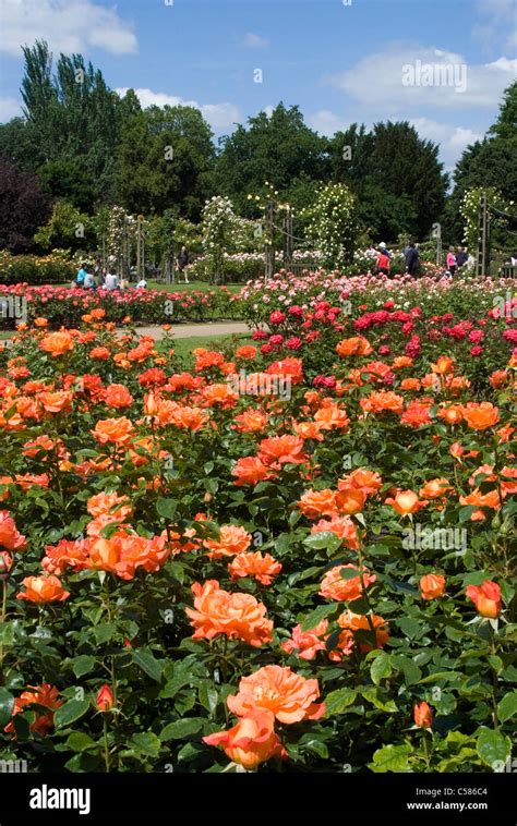 Roses Queen Mary Gardens Regents Park London Stock Photo Alamy