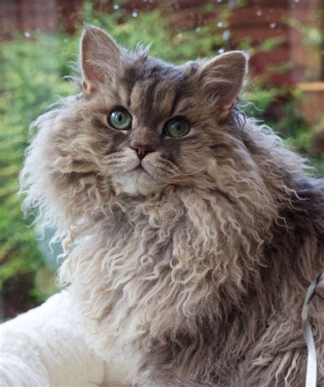 weird  unusual   adorable cat breeds  pictures animals