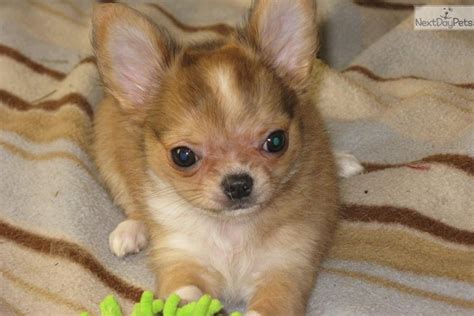 Chihuahua Puppy For Sale Near Portland Oregon 4aa2fdb5 F411