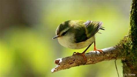 Account Passeriformes01 Bird Families Of The World