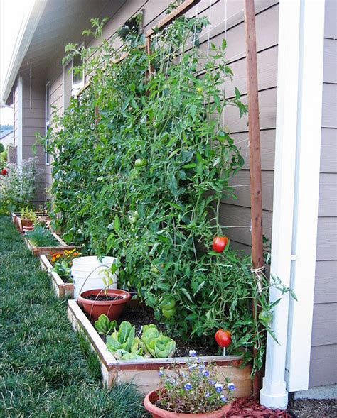 Trellising Tomato Plants