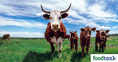 28 Innovative Livestock Farmers Who Are Shaping The Future Of Protein