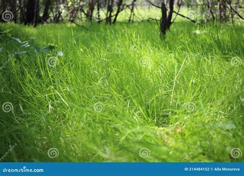 Bright Green Grass Emerald Forest For Background Nature In Summer Stock