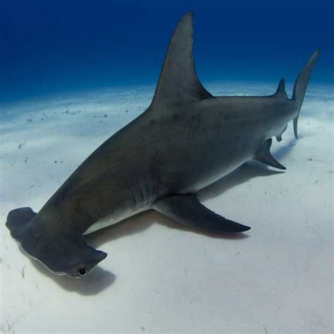 Diving With Hammerheads Dive Worldwide