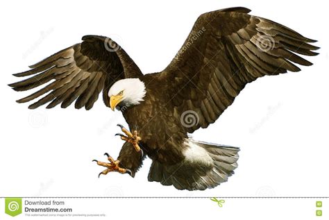 Golden Eagle Landing On White Vector Stock Vector