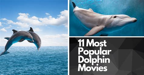 11 Most Popular Dolphin Movies Of All Time 2024