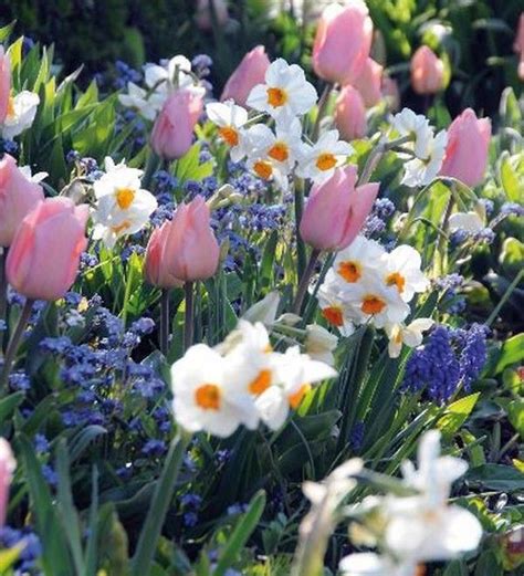 10 Flori De Grădină Pentru începători Sunt Frumoase și Rezistente