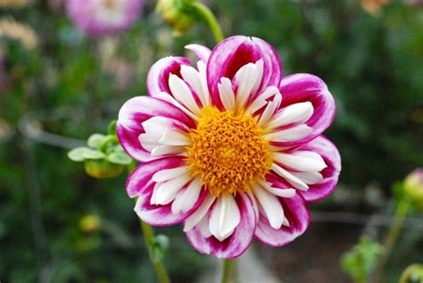 There's nothing like a vase of fresh flowers to breathe life into a room. 25 easy ways to take care of yourself! | Flower field ...