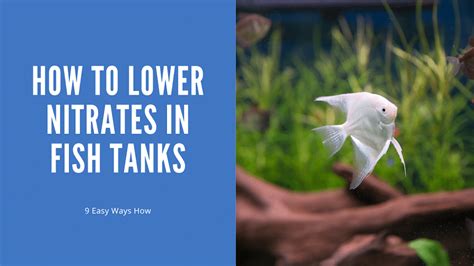 How To Lower Nitrates In Fish Tank — 9 Easy Ways Aquariumstoredepot