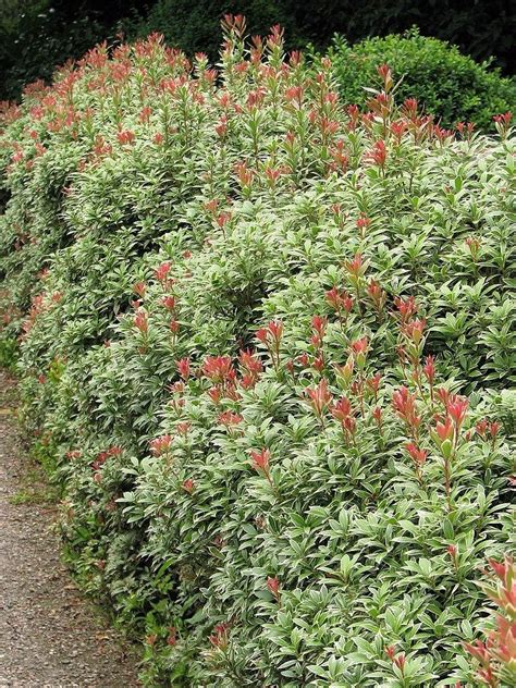 Japanese Andromeda Pieris Japonica Little Heath