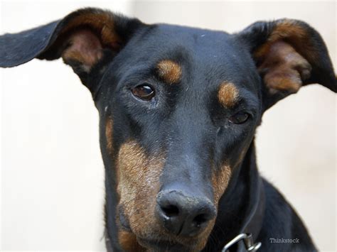 What are the symptoms of congestive heart failure? Congestive Heart Failure in Dogs