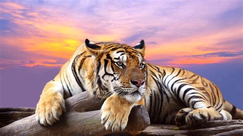 Tiger 4k Wallpapers Top Free Tiger 4k Backgrounds Wallpaperaccess