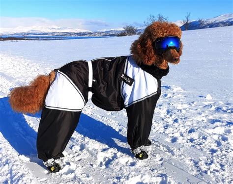 6 Dog Snowsuit Picks For Cold Weather Fun Great Pet Living