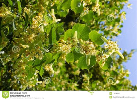 Linden tree blossom stock image. Image of nature, linden - 118346653