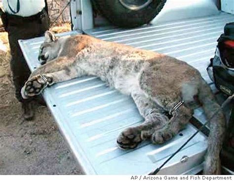 Dont Kill The Cougars