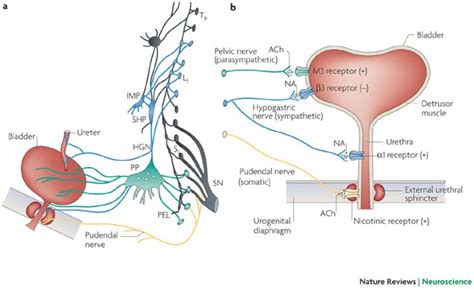 The Neural Control Of Micturition Renal Physiology Medical School