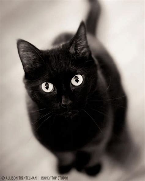 Black Cat Art Print 8x10 Photo Print By Rockytopprintshop