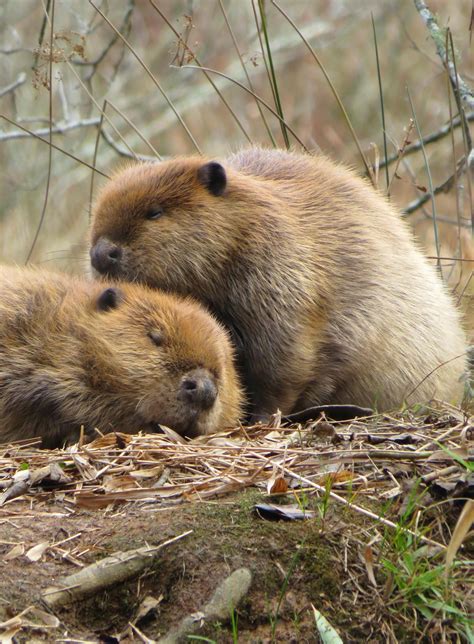 American Beaver Strong Teeth And Even Stronger Homes Georgia Wildlife