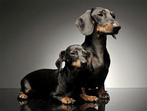 Two Shor Hair Dachshund Lying In A Dark Studio Stock Photo Image Of