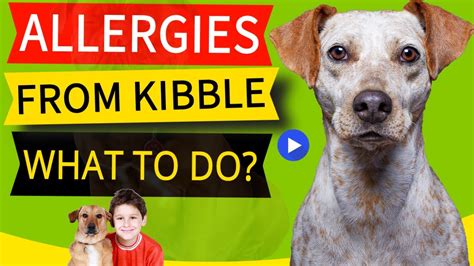 7 Common Dog Food Allergy Triggers From Kibble And What To Do Now