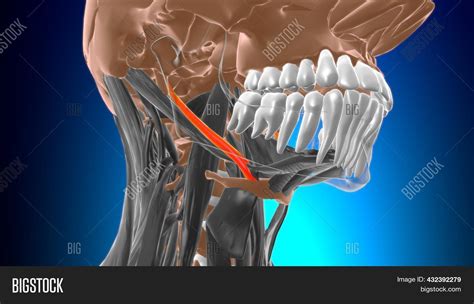 Stylohyoid Muscle Image And Photo Free Trial Bigstock