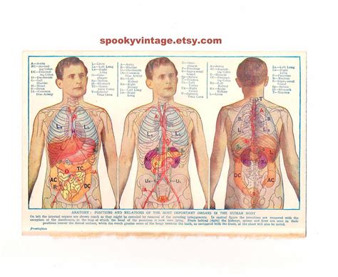 Human Anatomy Back View Organs Internal Organs Bodenowasude