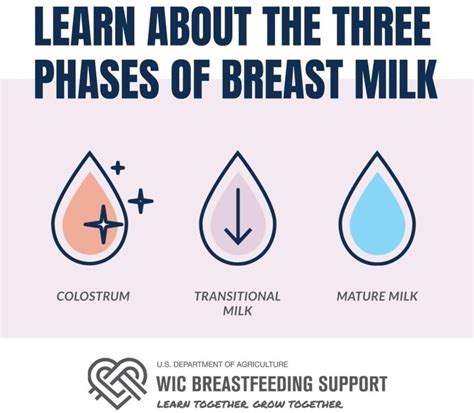 Stages Of Breastmilk Production Including Normal Milk Production My