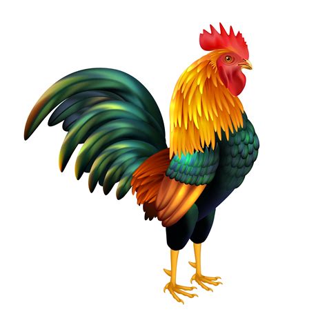 Cartoon Rooster Images Free Download High Quality Rooster Clipart