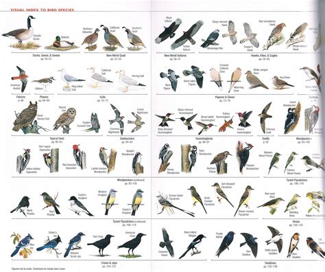 The Birdchaser Ngs Guide To The Backyard Birds Of North America